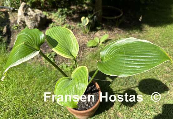 Hosta Windy City